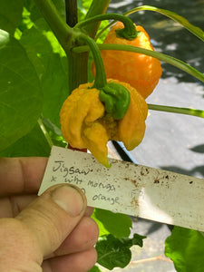 Fujiwhara (Pepper Seeds)