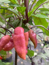 Load image into Gallery viewer, Pink Wendigo (T-E) (Pepper Seeds)