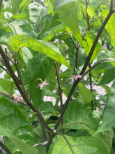 Load image into Gallery viewer, Bhut Jolokia Purple/Peach (Pepper Seeds)