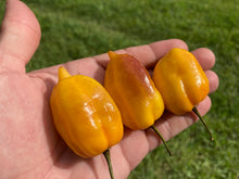 Load image into Gallery viewer, Purple Uprising Yellow (Pepper Seeds)