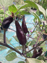 Load image into Gallery viewer, Tiger Jalapeño (Pepper Seeds)