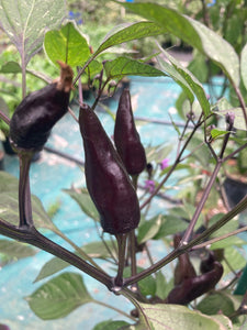 Tiger Jalapeño (Pepper Seeds)