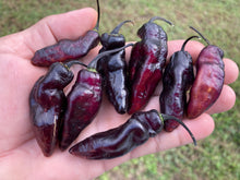 Load image into Gallery viewer, Pandora’s Box Pimenta Jolokia/PJ Mix (Pepper Seeds)