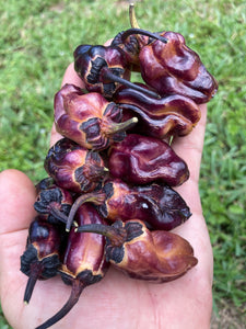 Dark BBG Horizon (Pepper Seeds)