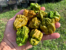 Load image into Gallery viewer, Naglah Mustard (Pepper Seeds)
