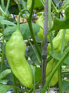 Conquistador (Pepper Seeds)