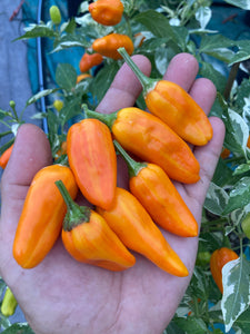 Orange Fish (Pepper Seeds)