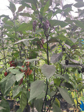 Load image into Gallery viewer, Pink Wendigo (T-E) (Pepper Seeds)