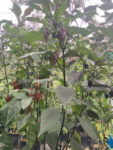 Pink Wendigo (T-E) (Pepper Seeds)