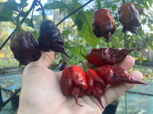 Voltron Caramel (T-E)(Pepper Seeds)