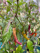 Load image into Gallery viewer, Lost Boys (T-E) (Pepper Seeds)