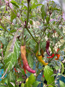 Lost Boys (T-E) (Pepper Seeds)