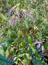 Load image into Gallery viewer, Lost Boys (T-E) (Pepper Seeds)