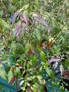 Lost Boys (T-E) (Pepper Seeds)