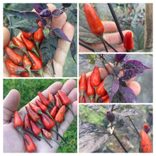 Load image into Gallery viewer, DreamCatcher Tall (Pepper Seeds)