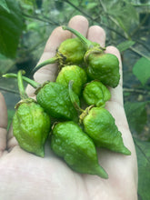Load image into Gallery viewer, MonsterGum Leopard (Green)(Pepper Seeds)