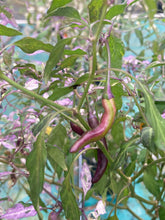 Load image into Gallery viewer, Lost Boys (T-E) (Pepper Seeds)