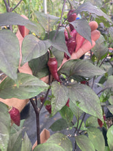 Load image into Gallery viewer, Pink Chupacabra (T-E) (Pepper Seeds)