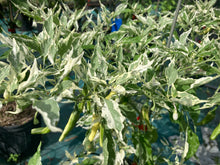 Load image into Gallery viewer, Tiger Thunder (Pepper Seeds)