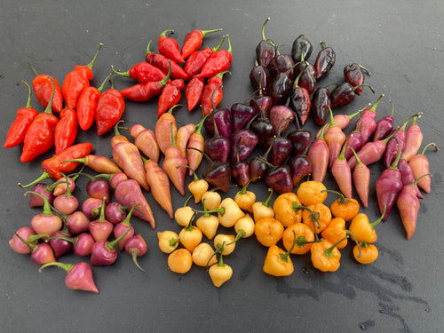 Chuparita Mix) (T-E) (Pepper Seeds)