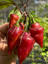 Load image into Gallery viewer, Pink Wendigo (T-E) (Pepper Seeds)