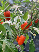 Load image into Gallery viewer, Thunder Nugs (Pepper Seeds)