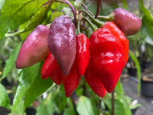 Load image into Gallery viewer, Red Wendigo (T-E) (Pepper Seeds)