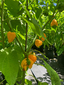 Fujiwhara (Pepper Seeds)