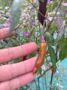 Lost Boys (T-E) (Pepper Seeds)