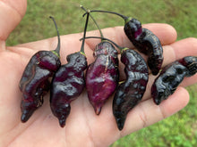 Load image into Gallery viewer, Pandora’s Box Pimenta Jolokia/PJ Mix (Pepper Seeds)