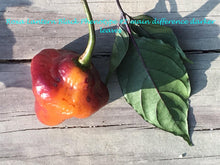 Load image into Gallery viewer, Roxa Lantern (Pepper Seeds)