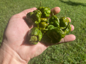 Green GhostScorpion T-E (Limited)(Pepper Seeds)