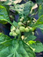 Load image into Gallery viewer, Jes&#39;s Morangum Orange (Pepper Seeds)