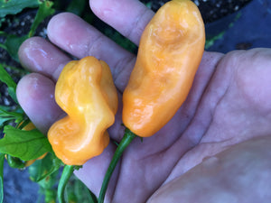 Jes's Moranga Orange XL (Pepper Seeds)