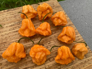 Douglah Orangy (Pepper Seeds)