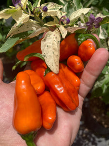 Thunder Nugs (Pepper Seeds)