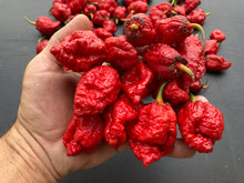 Load image into Gallery viewer, MedullaGum (Pepper Seeds)
