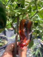 Bryan’s Blood (Large Rainbow)(Pepper Seeds)