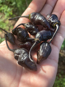 Pimenta Jolokia Black Original (PJ Black OG)(Pepper Seeds)(Limited)