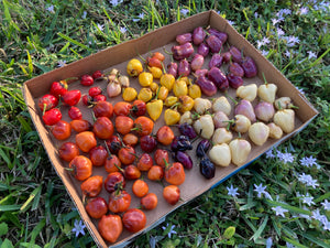 Purplegum Orange Blushed (Pepper Seeds)