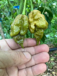 OMG Ghost Scorpion T-E (Limited)(Pepper Seeds)