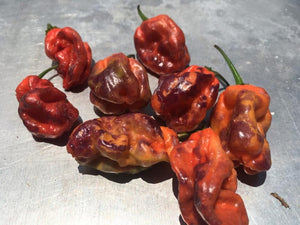 Purple BhutWrecker (Pepper Seeds)