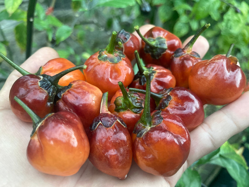 Purplegum Orange Blushed (Pepper Seeds)