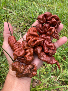 Primotalii Chocolate (Pepper Seeds)