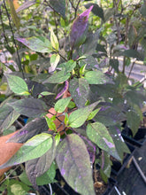 Load image into Gallery viewer, Red Trixster XD (Pepper Seeds)