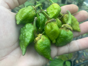 MonsterGum Leopard (Green)(Pepper Seeds)