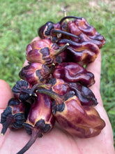 Load image into Gallery viewer, Dark BBG Horizon (Pepper Seeds)