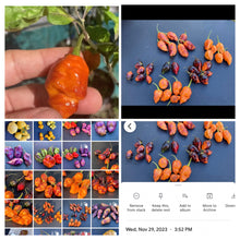 Load image into Gallery viewer, Sharknado Outbreak (T-E)(Pepper Seeds)