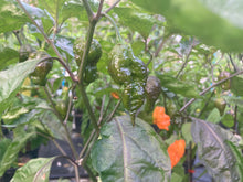 Load image into Gallery viewer, Orange Sharknado (Blushed) (T-E)(Pepper Seeds)