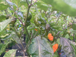 Orange Sharknado (Blushed) (T-E)(Pepper Seeds)